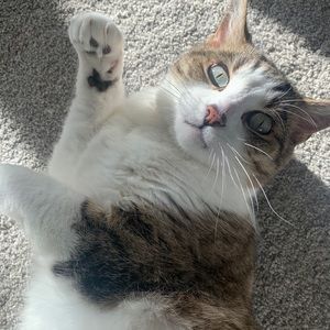 Meet your Posher, Mide